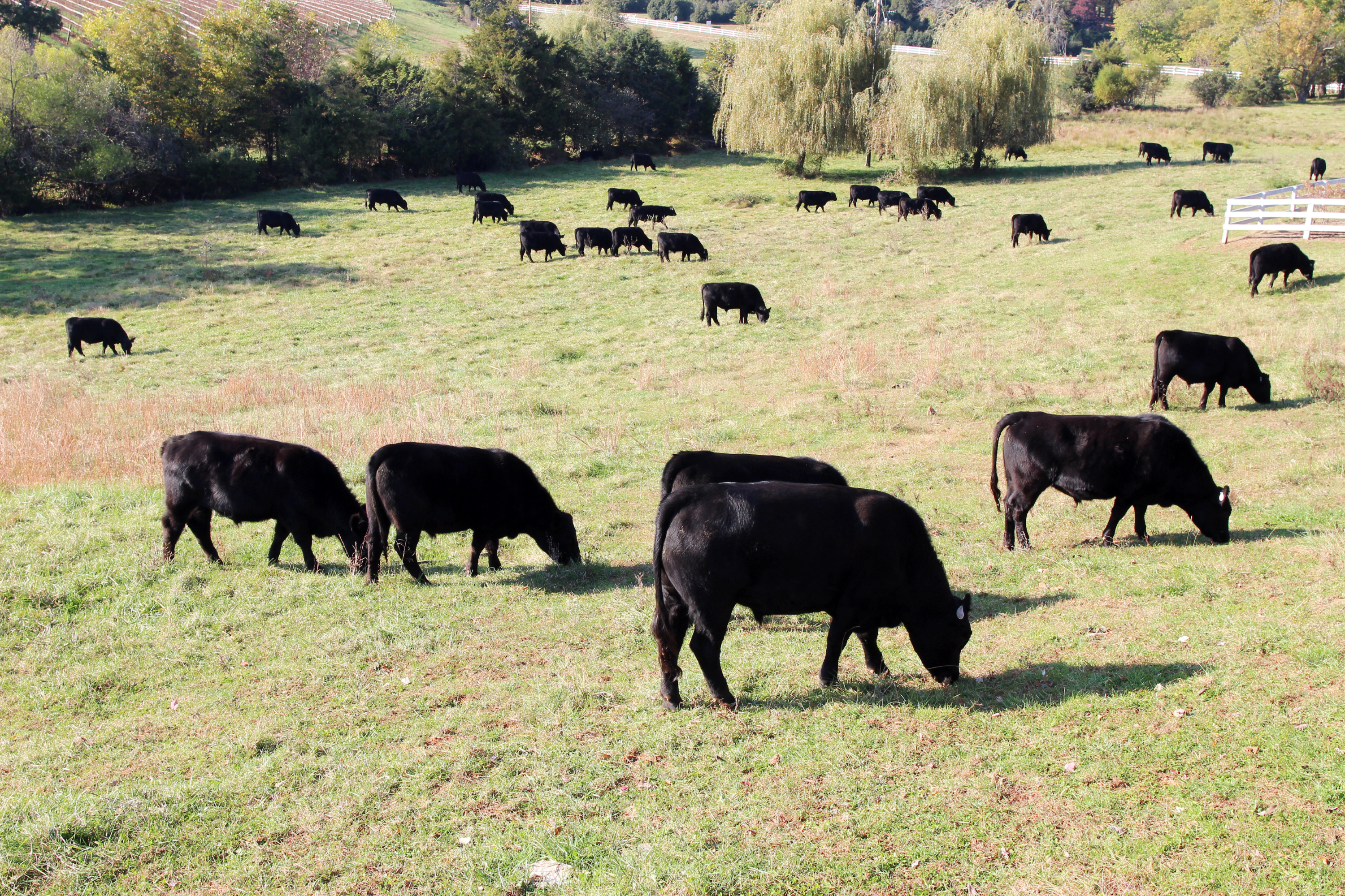 Implementing Rotational Grazing: A Guide for Ranchers