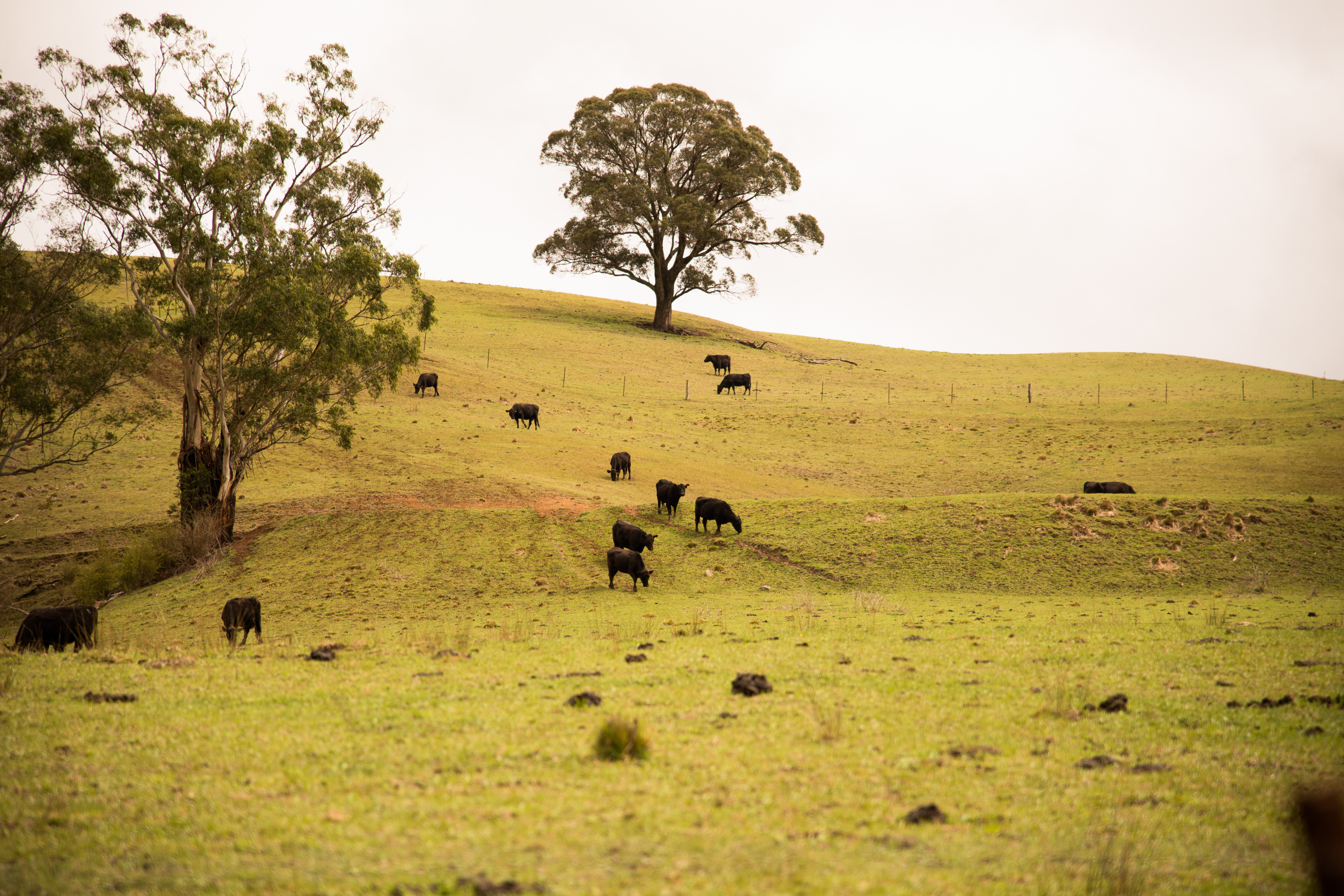 An Introduction to Pasture Management