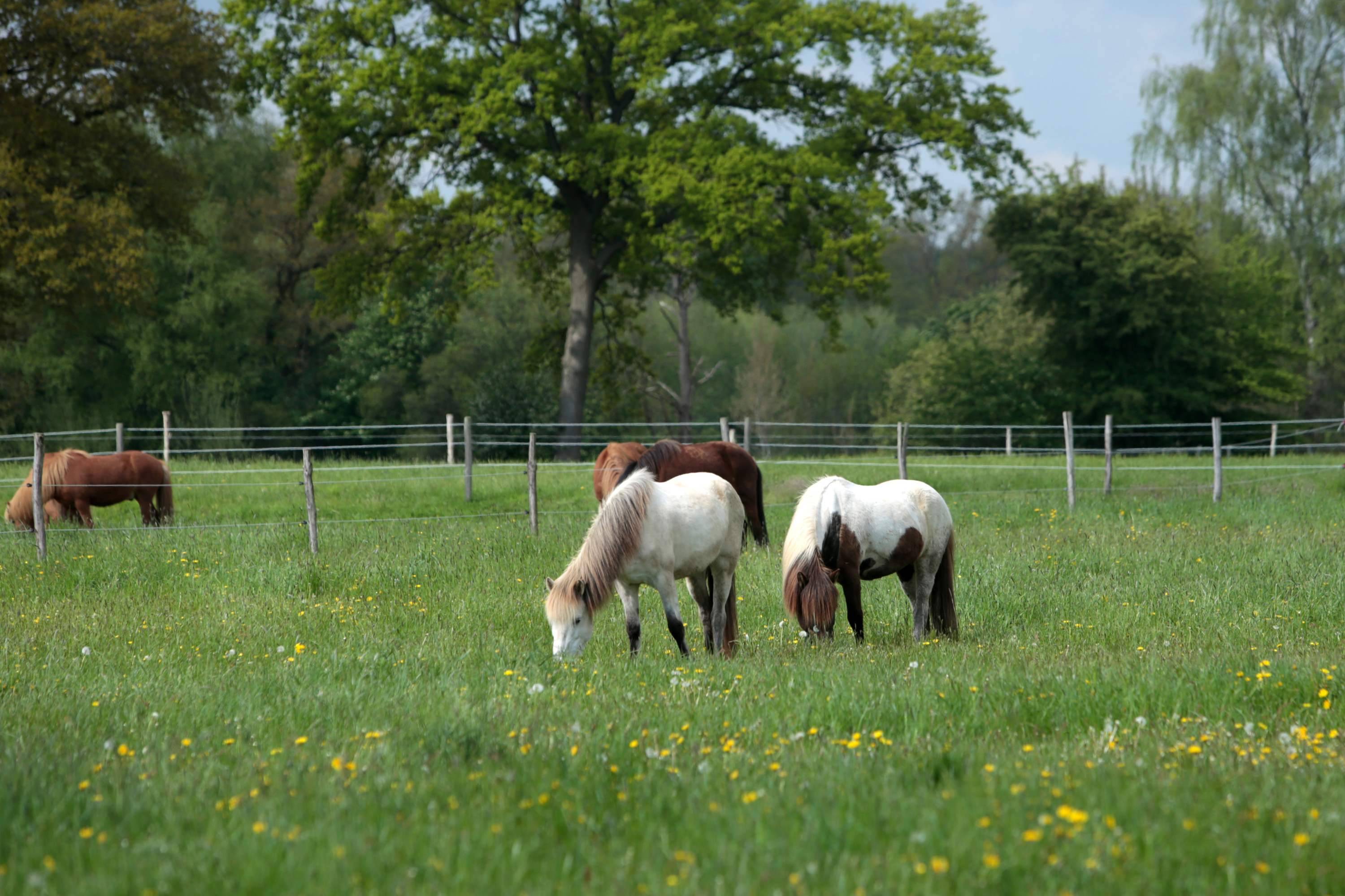 Pasture Management: What Is the Best Grazing Plan for You?