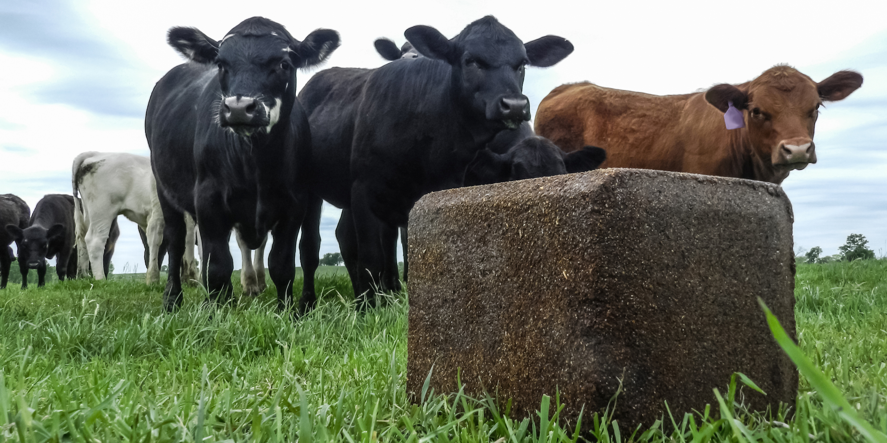 The Most Common Cattle Mineral Supplements — And Why They Matter