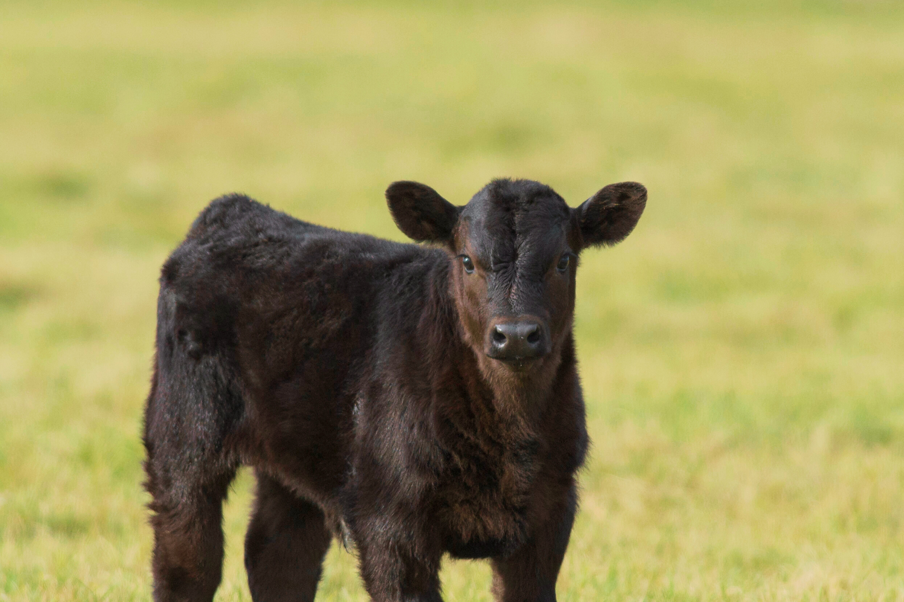 Ear Notching for Calf Identification: A Practical Guide