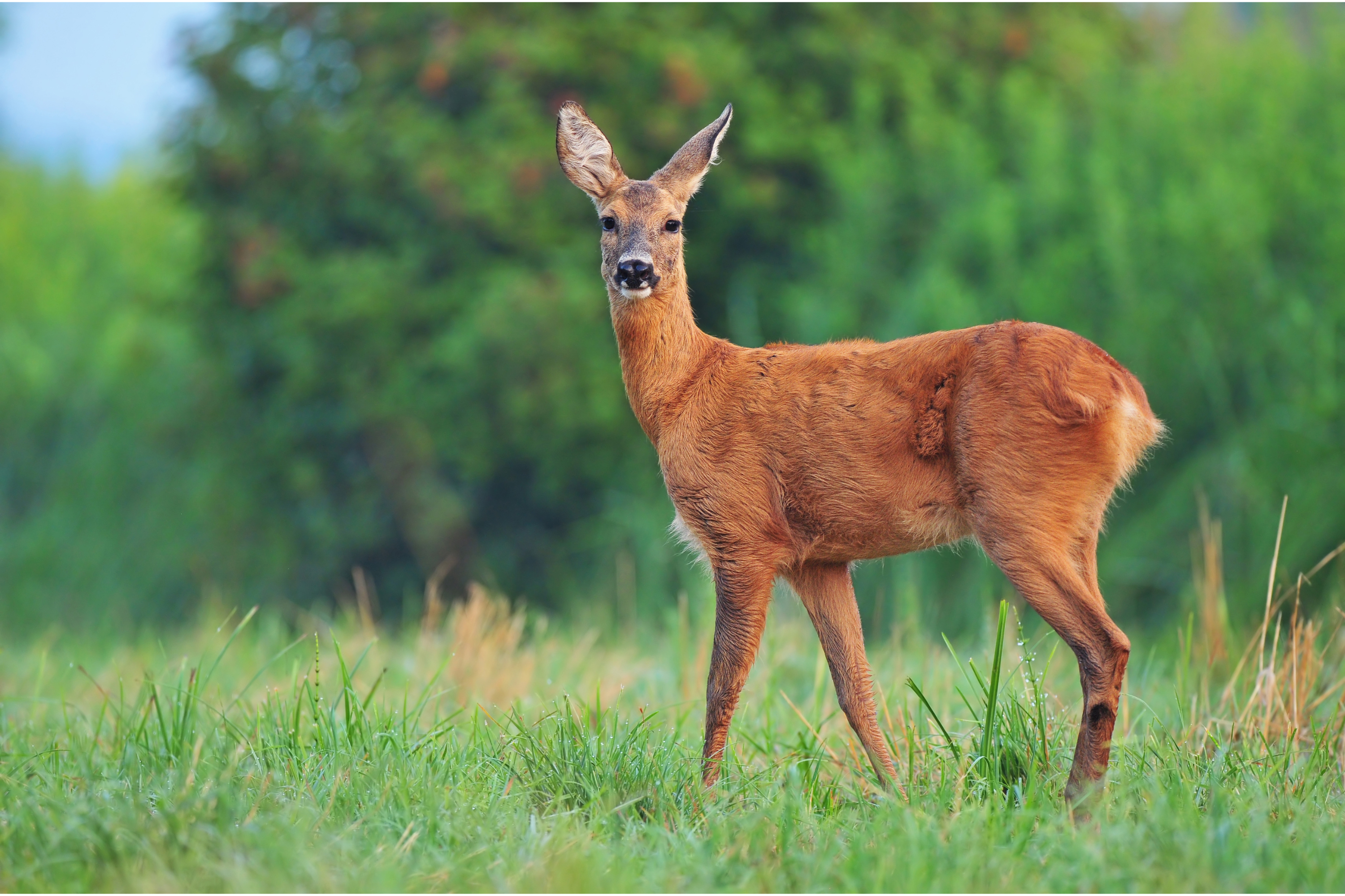 Capturing Wildlife: Best Outdoor Animal Cameras