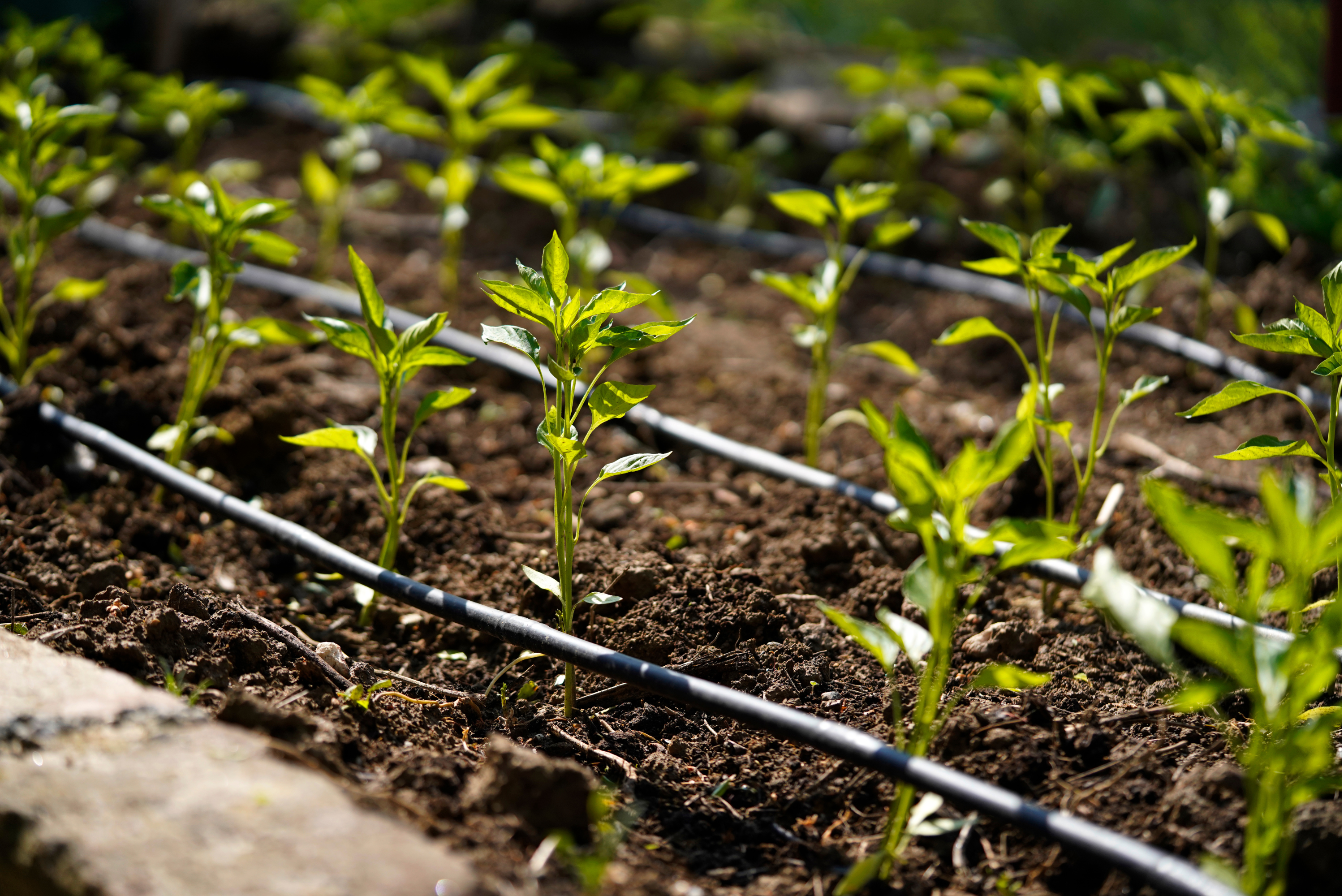 Drip Irrigation: Precision Watering for Productive Plants