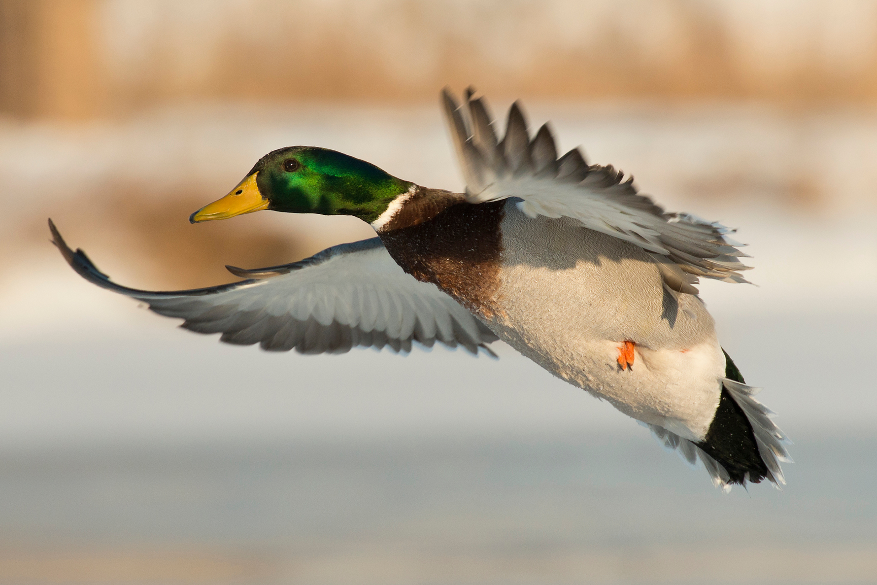 Migratory Bird Hunting Season: What You Need to Know
