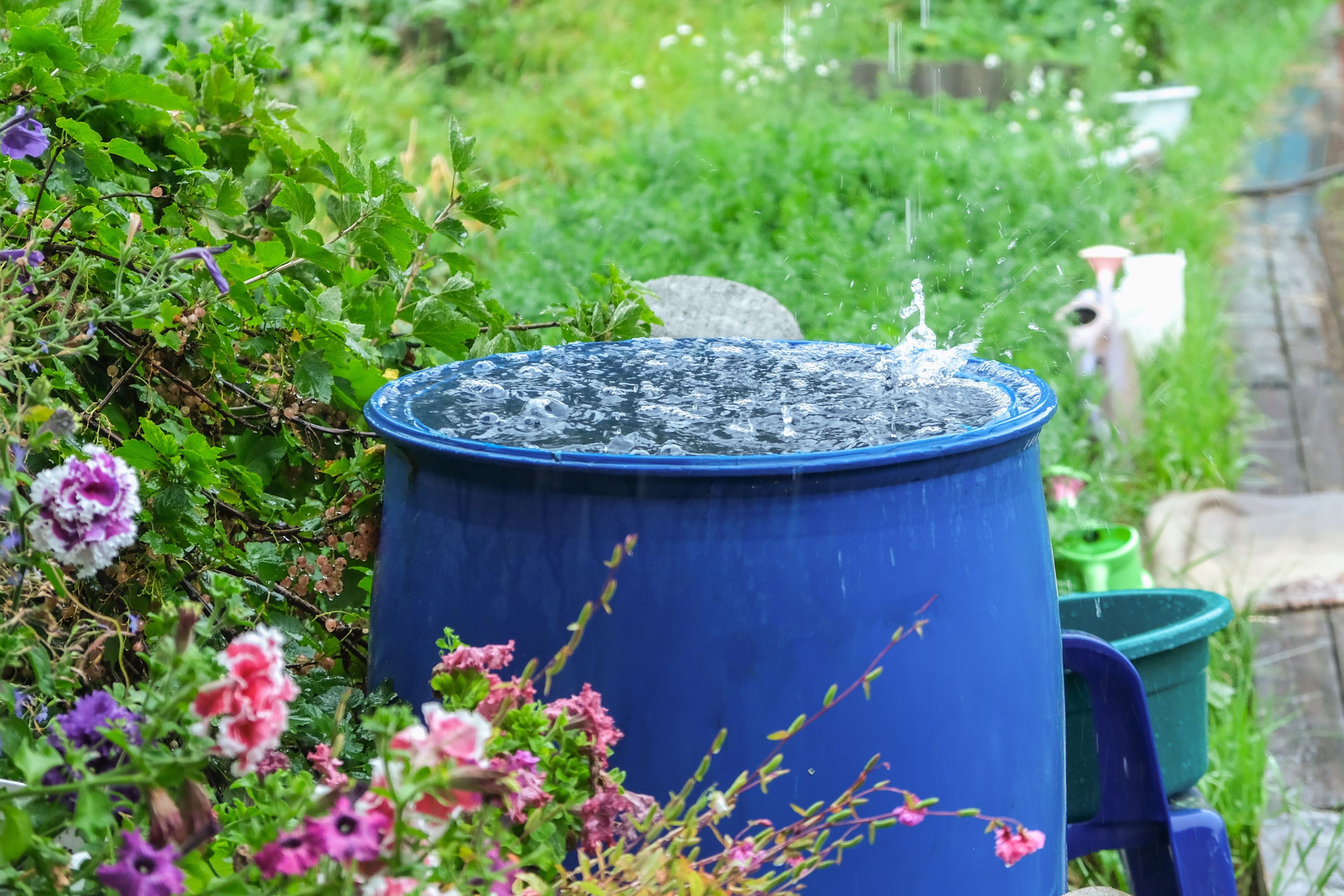 Rainwater Harvesting: Collecting Nature’s Gift to Water Your Crops