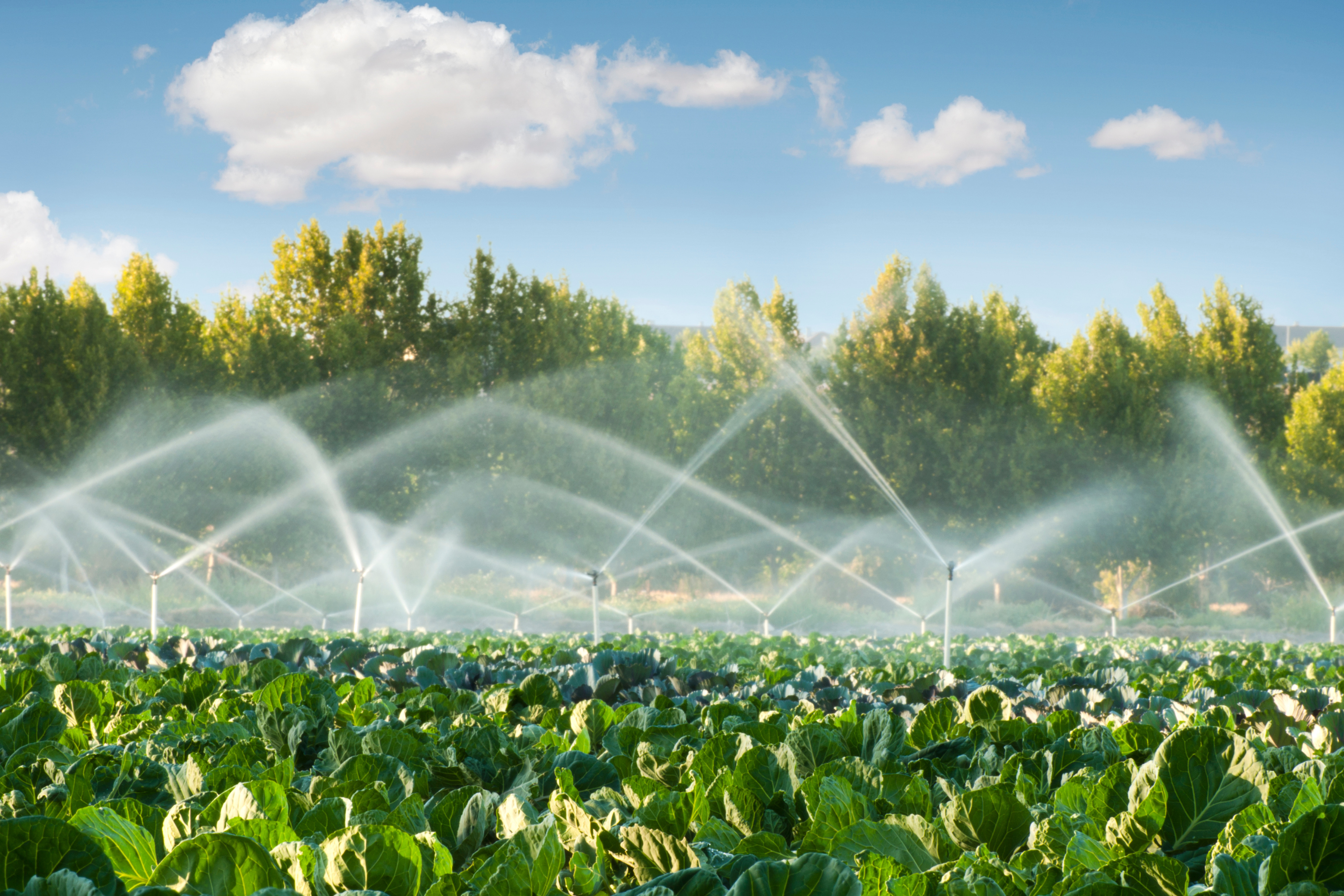 Sprinkler Irrigation: Turning Rain into Science on Your Homestead