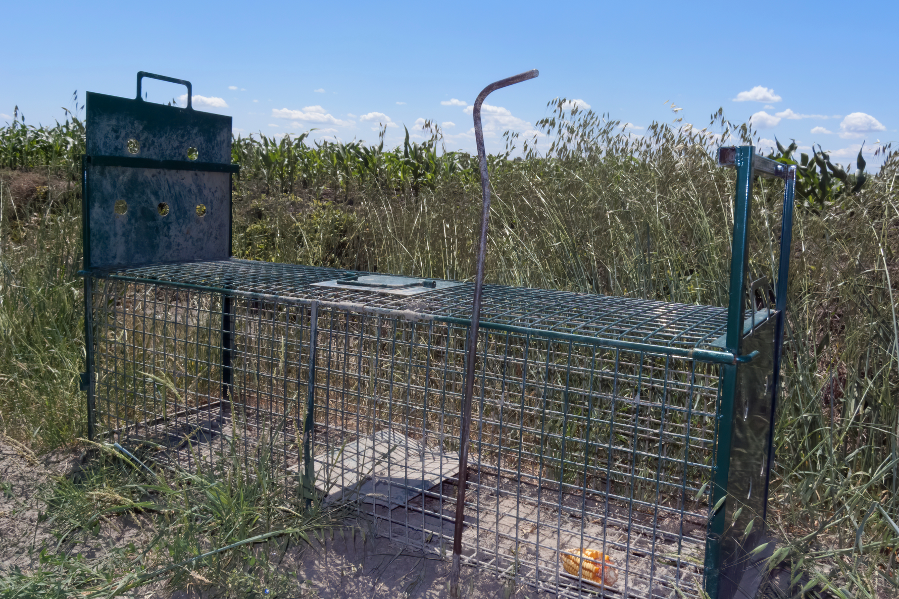 Trapping and Specialty Hunting: Rules, Timing, and Remote Monitoring