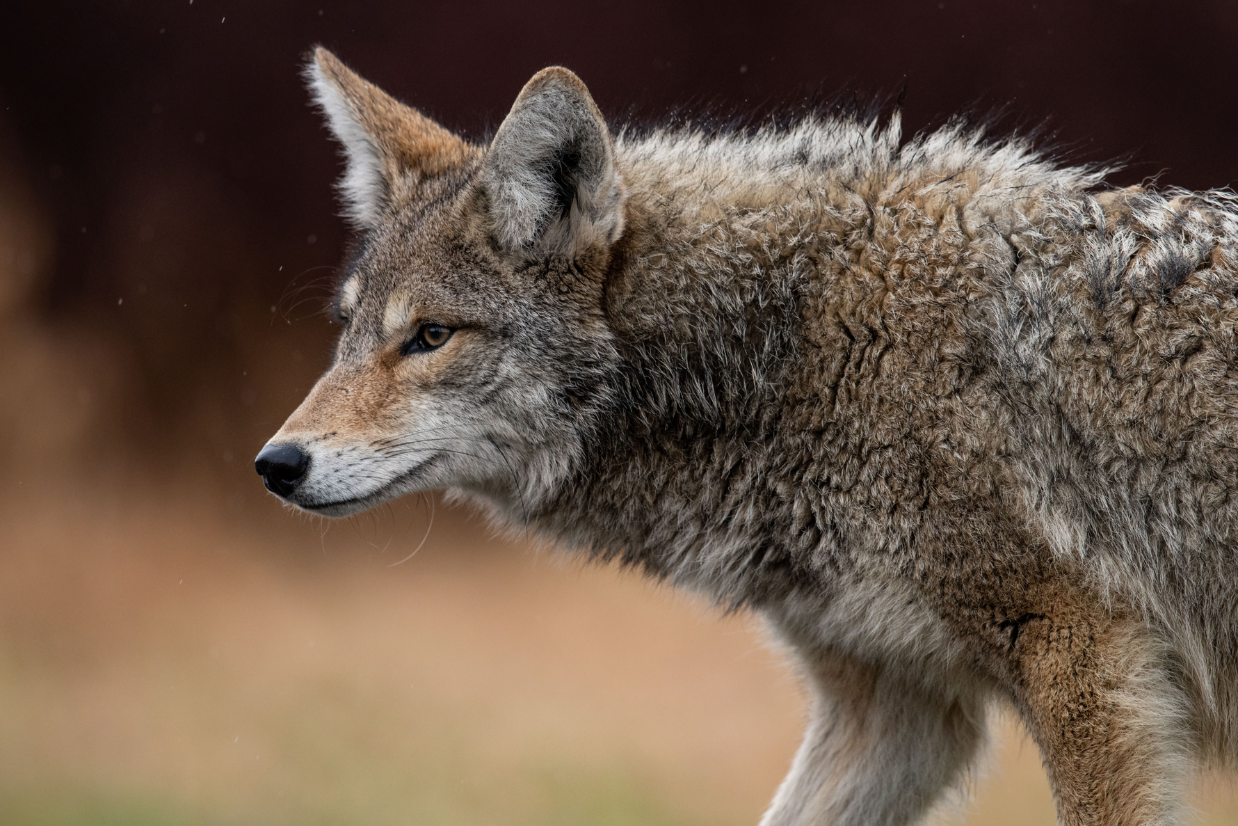 Furbearer and Predator Hunting: Seasons, Strategies, and Property Monitoring