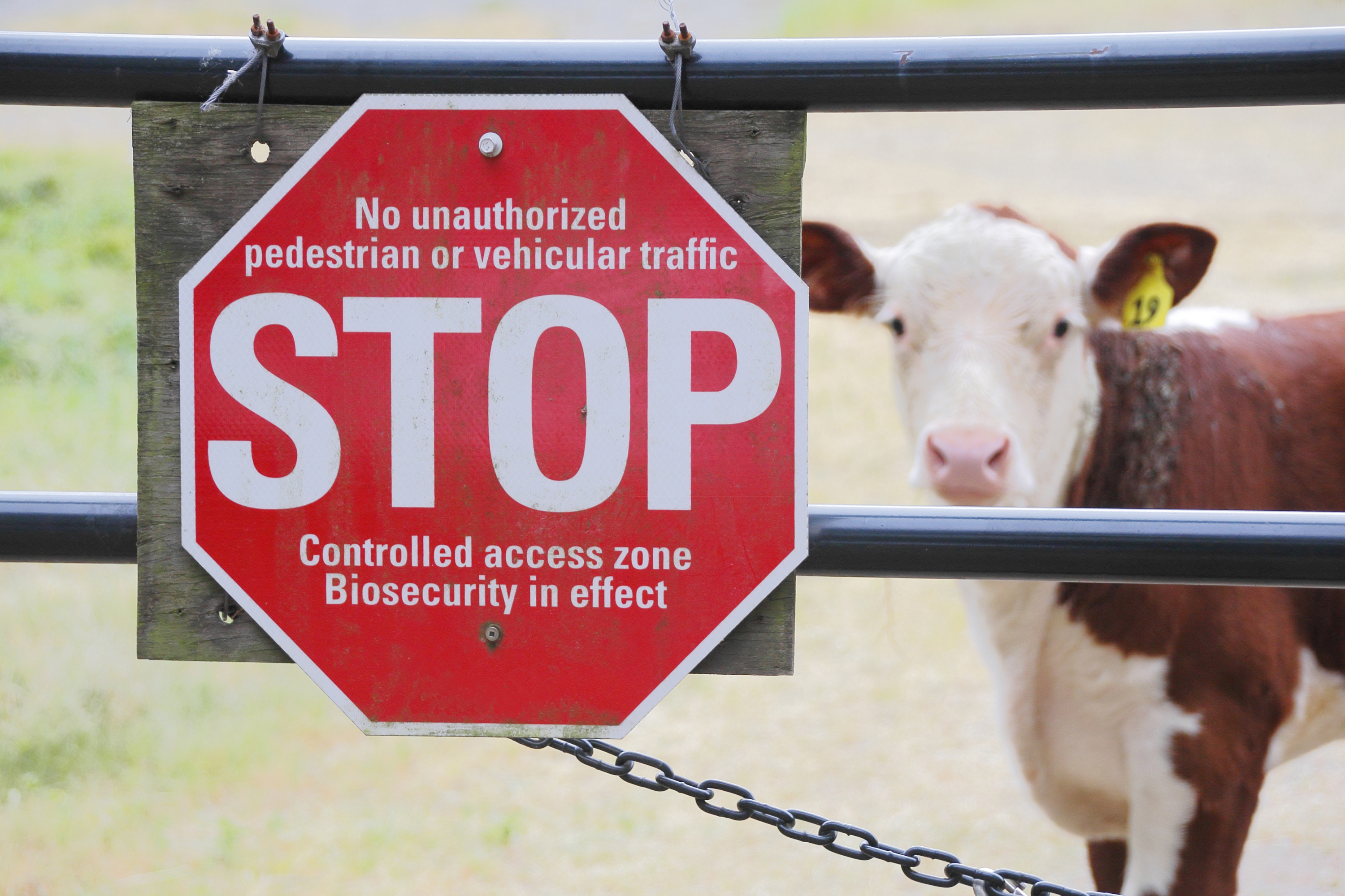 Monitoring Livestock: Cameras Without WiFi Solutions