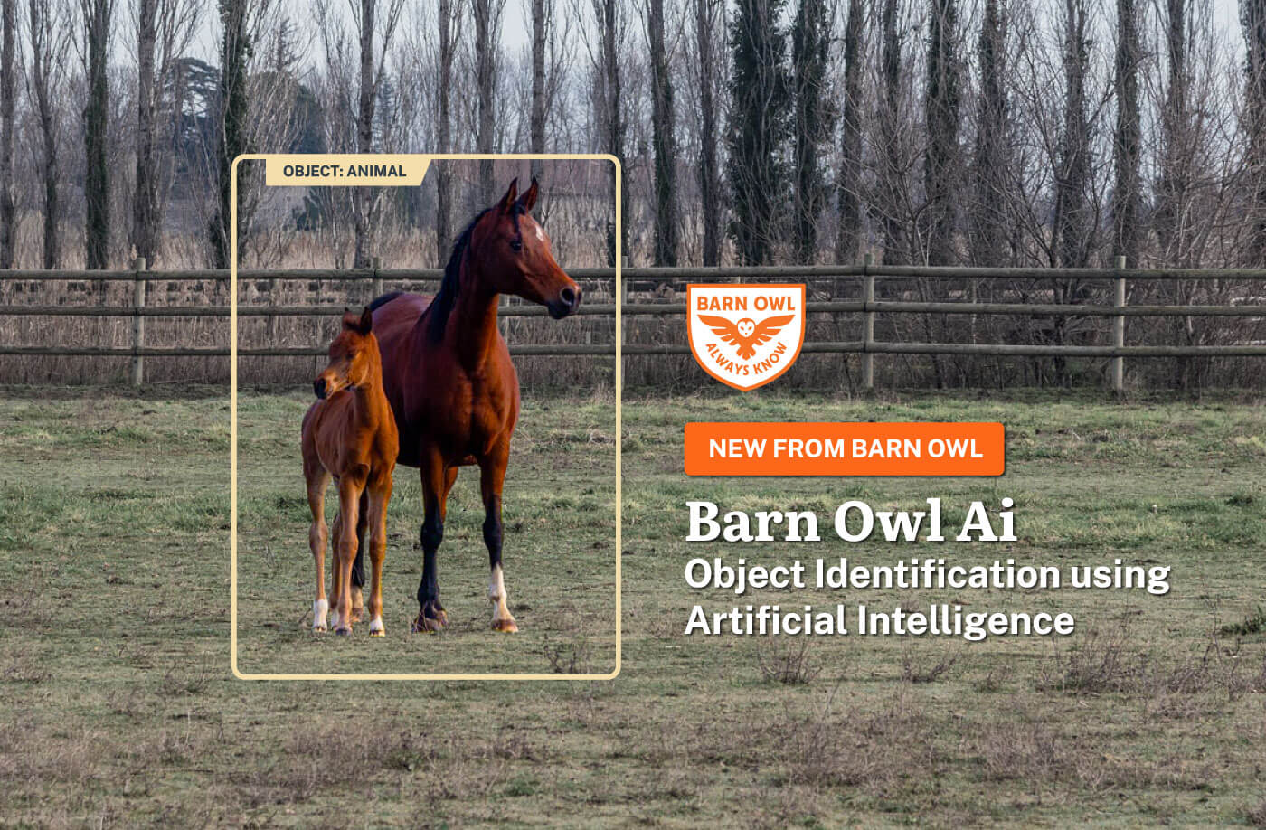 Remote Learning Owl Remote Monitoring with Ai – Barn Owl Tech