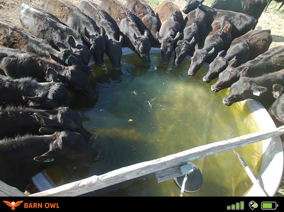 Essential Guide to Water Tanks for Cows