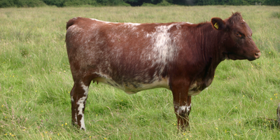 Dual-Purpose Dynamo: A Spotlight on the American Milking Shorthorn