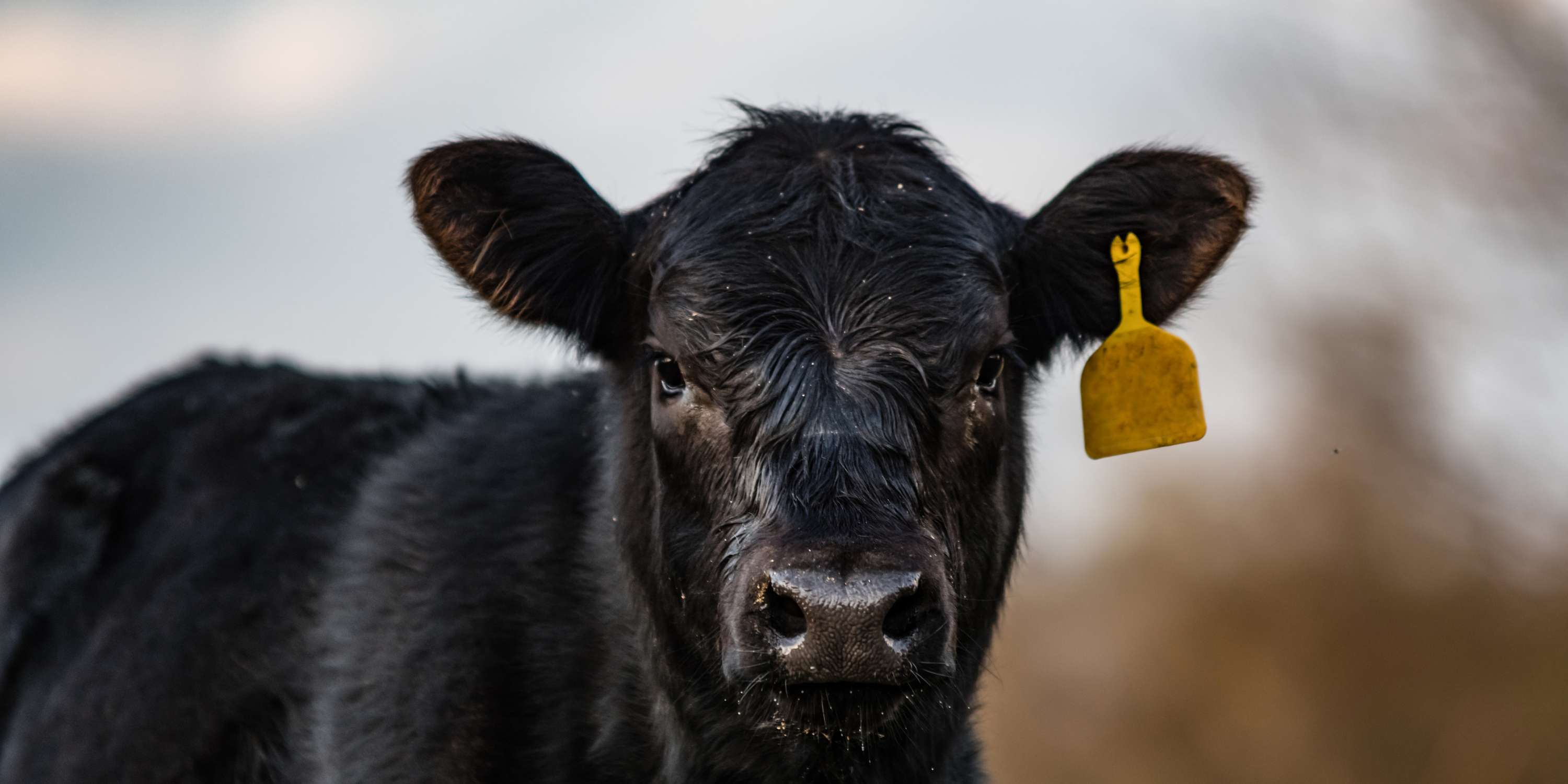 The Importance of Branding and Tagging Calves: Ensuring Livestock Identification and Security