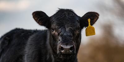 Black Gold: A Deep Dive into the Iconic Angus Cattle