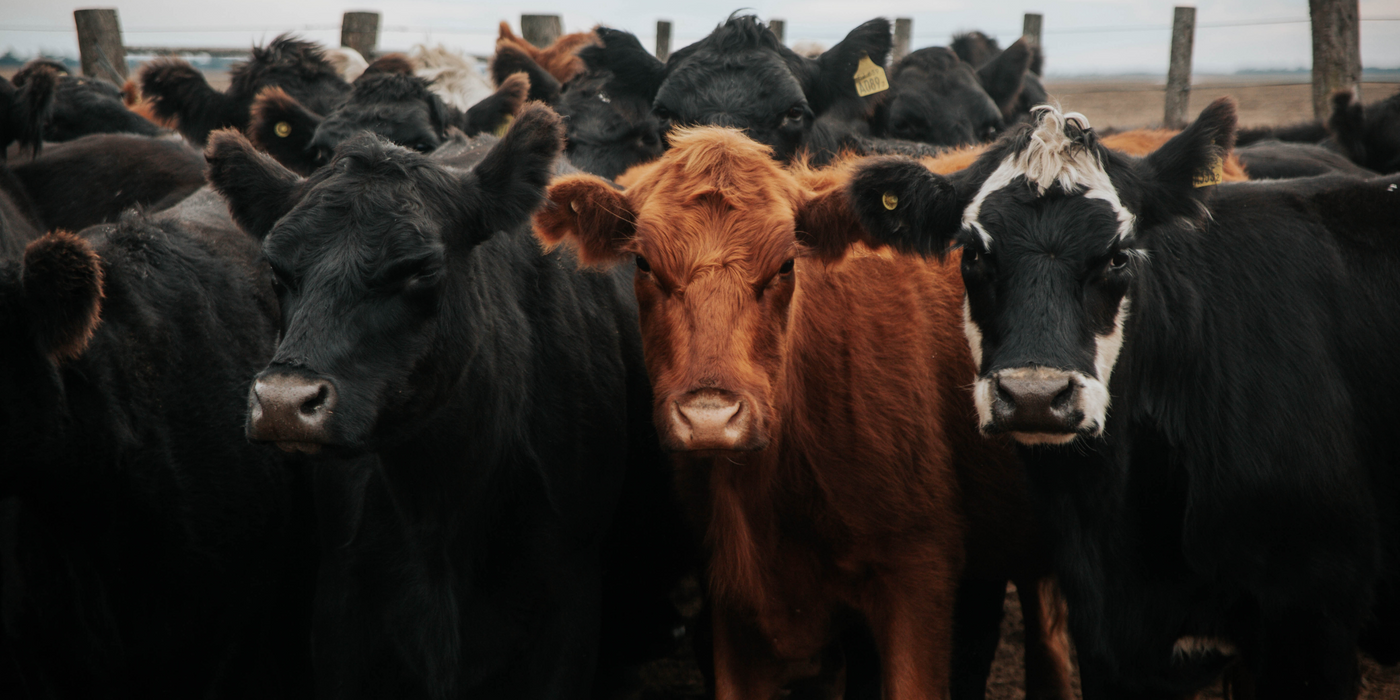 Meet the Herd: The Most Common Beef and Dairy Cattle in the U.S.