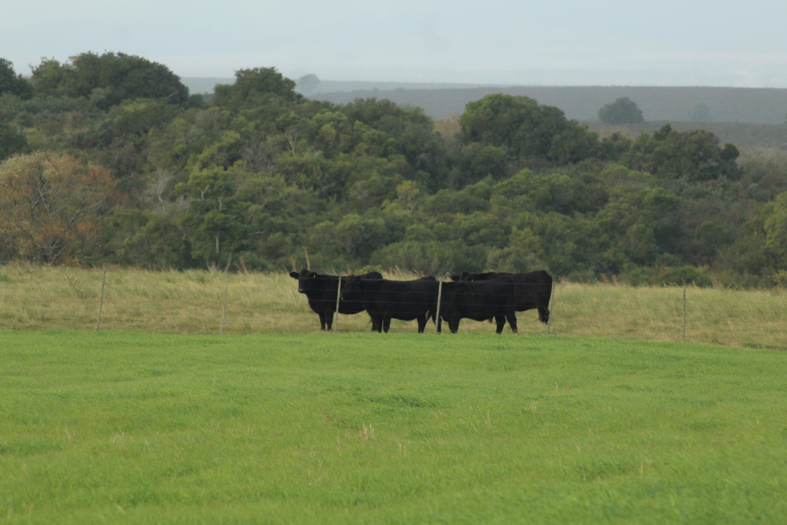 What Is Adaptive Multi-Paddock (AMP) Grazing?