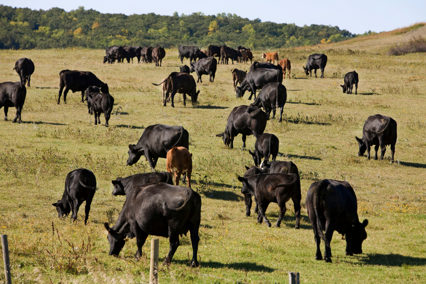 Regenerative Vs. Rotational Grazing: What Is the Difference?