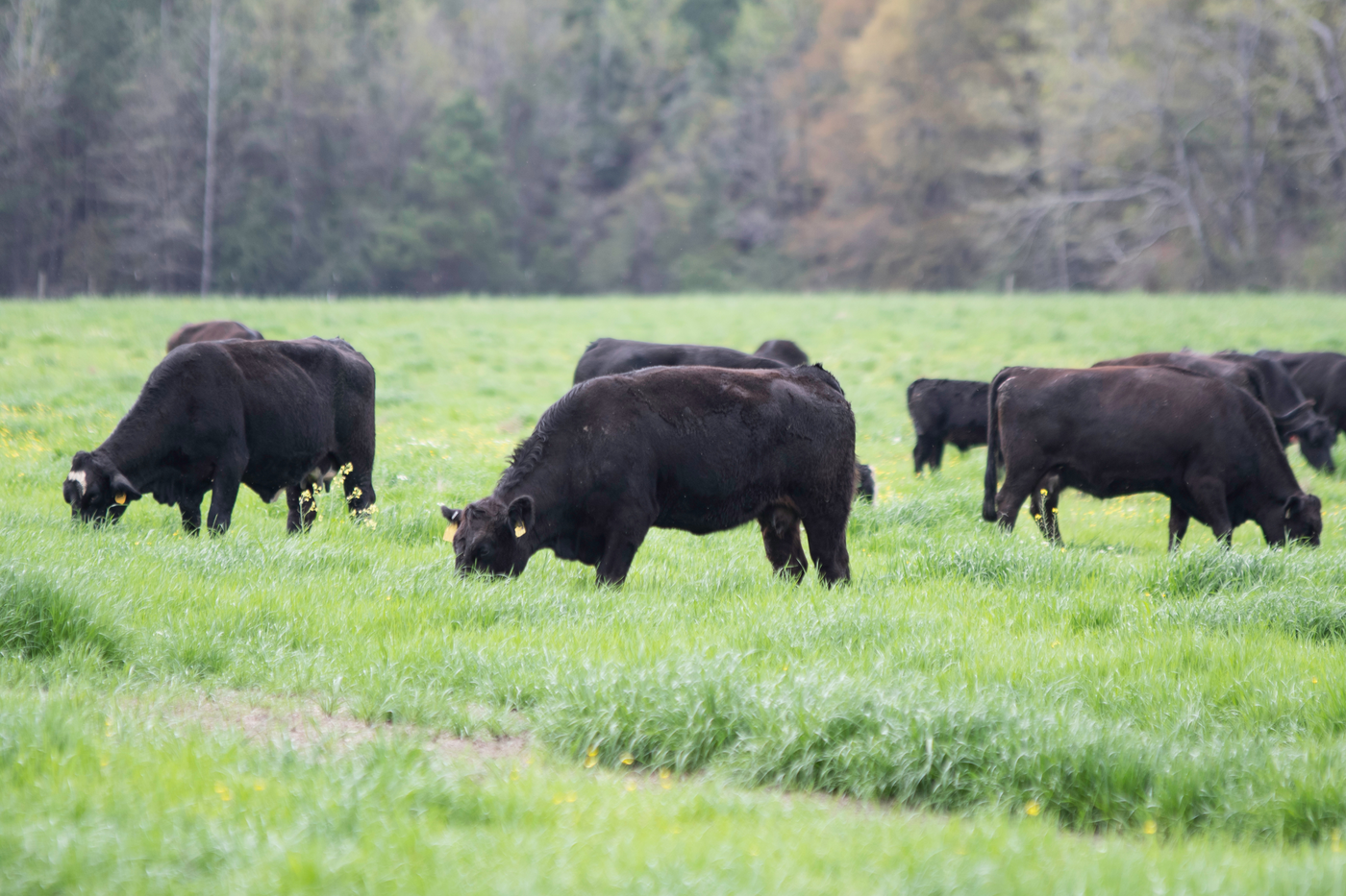 Regenerative Grazing: What Is It and What Are the Pros and Cons?