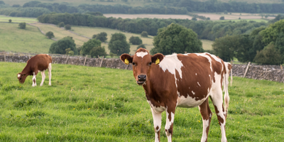 Red & White Excellence: A Spotlight on Ayrshire Cattle
