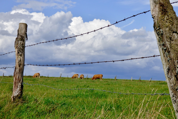Choosing the Right Fence: Common Livestock Fencing Options for Open Pastures