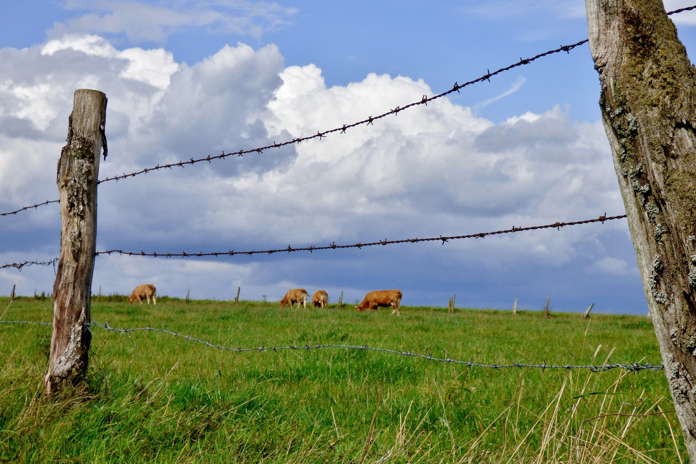 Choosing the Right Fence: Common Livestock Fencing Options for Open Pastures