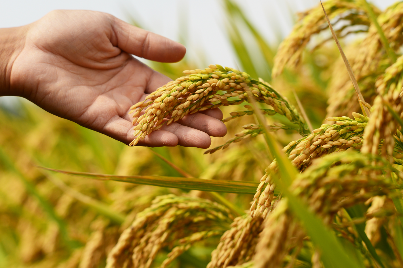 Understanding Price Loss Coverage: Protecting Farmers from Market Price Drops