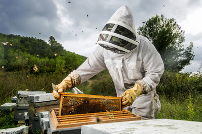 Understanding Emergency Assistance for Livestock, Honey Bees, and Farm-Raised Fish: Support During Disaster