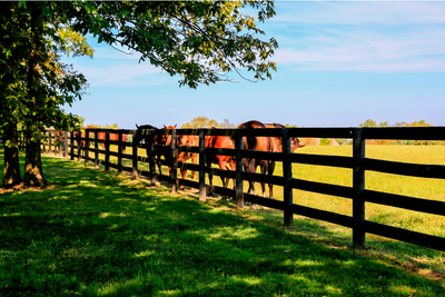 Board Fencing: A Classic, Safe, and Attractive Choice for Livestock