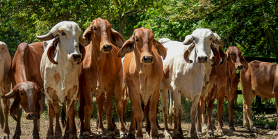 Heat Warriors: A Spotlight on Brahman Cattle