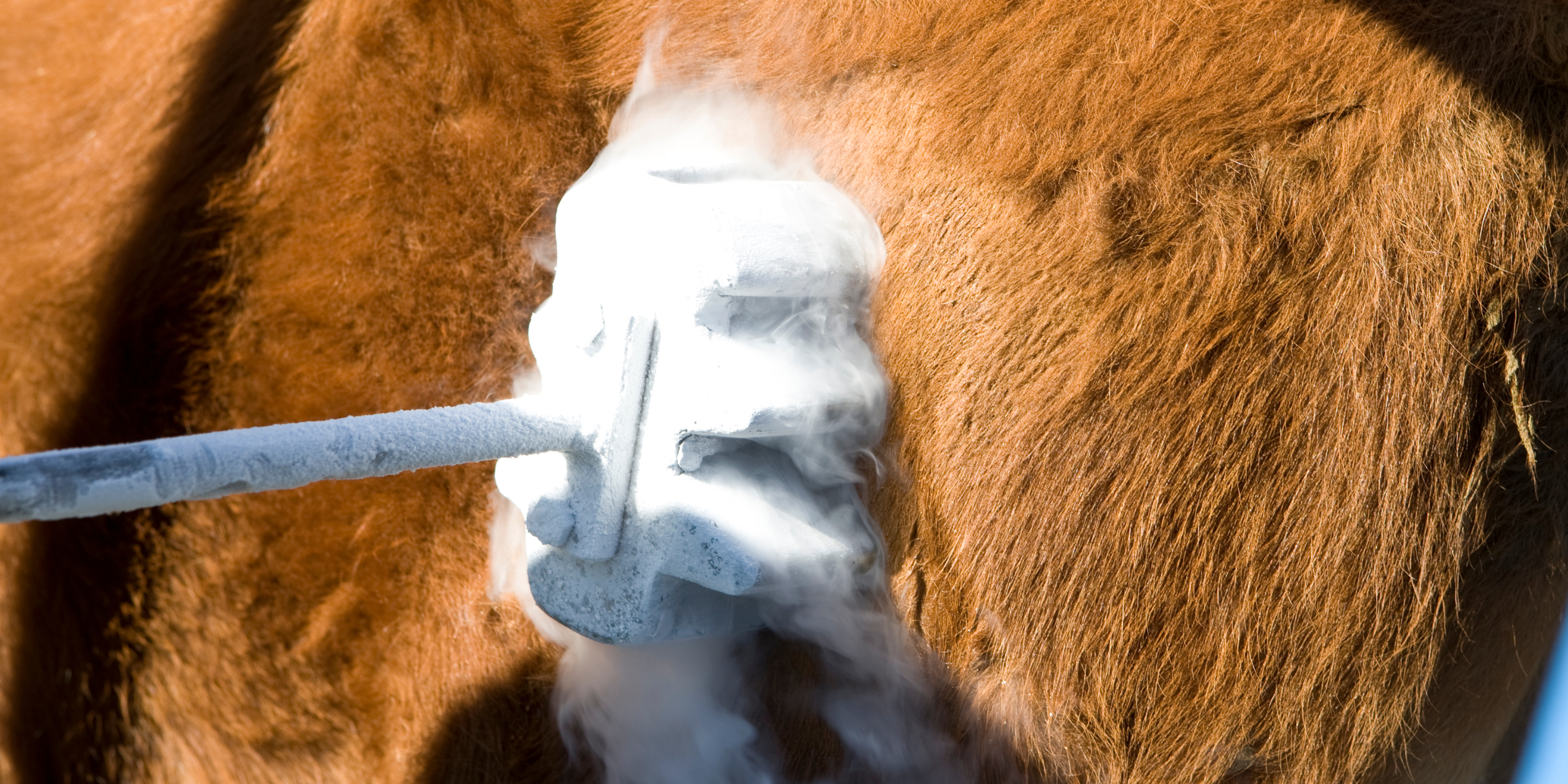 Hot Iron vs. Freeze Branding: Choosing the Right Method for Calf Ident ...