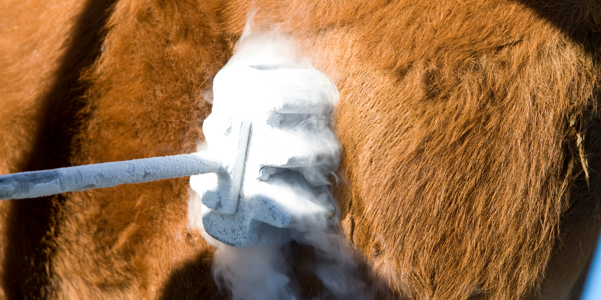 Hot Iron vs. Freeze Branding: Choosing the Right Method for Calf Ident ...