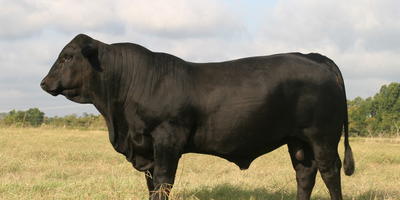 The Best of Both Worlds: A Spotlight on Brangus Cattle