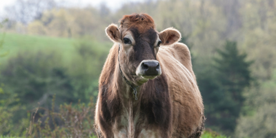 Alpine Elegance: A Spotlight on Brown Swiss Cattle