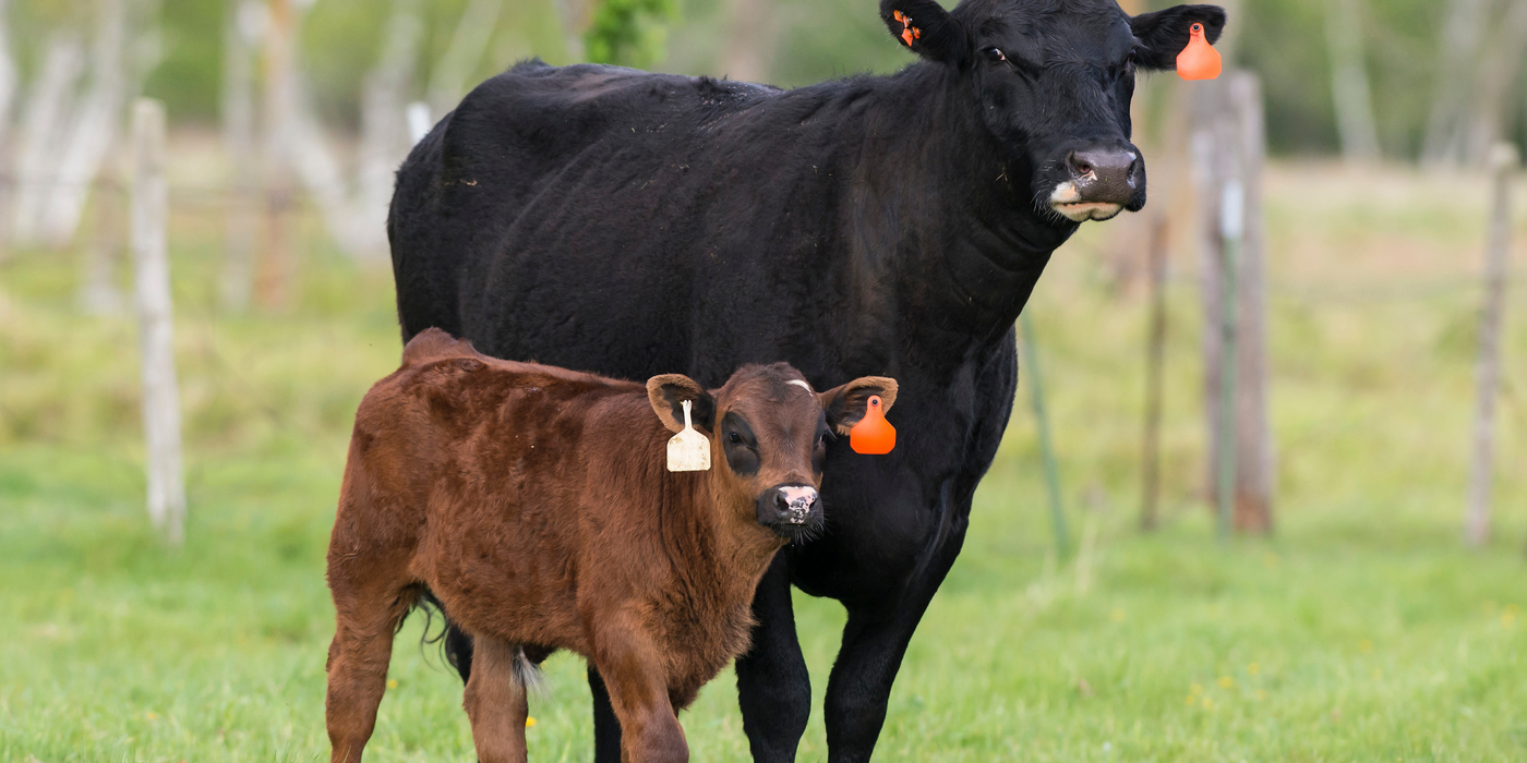 Choosing the Right Identification Method for Calves: Key Considerations for Ranchers