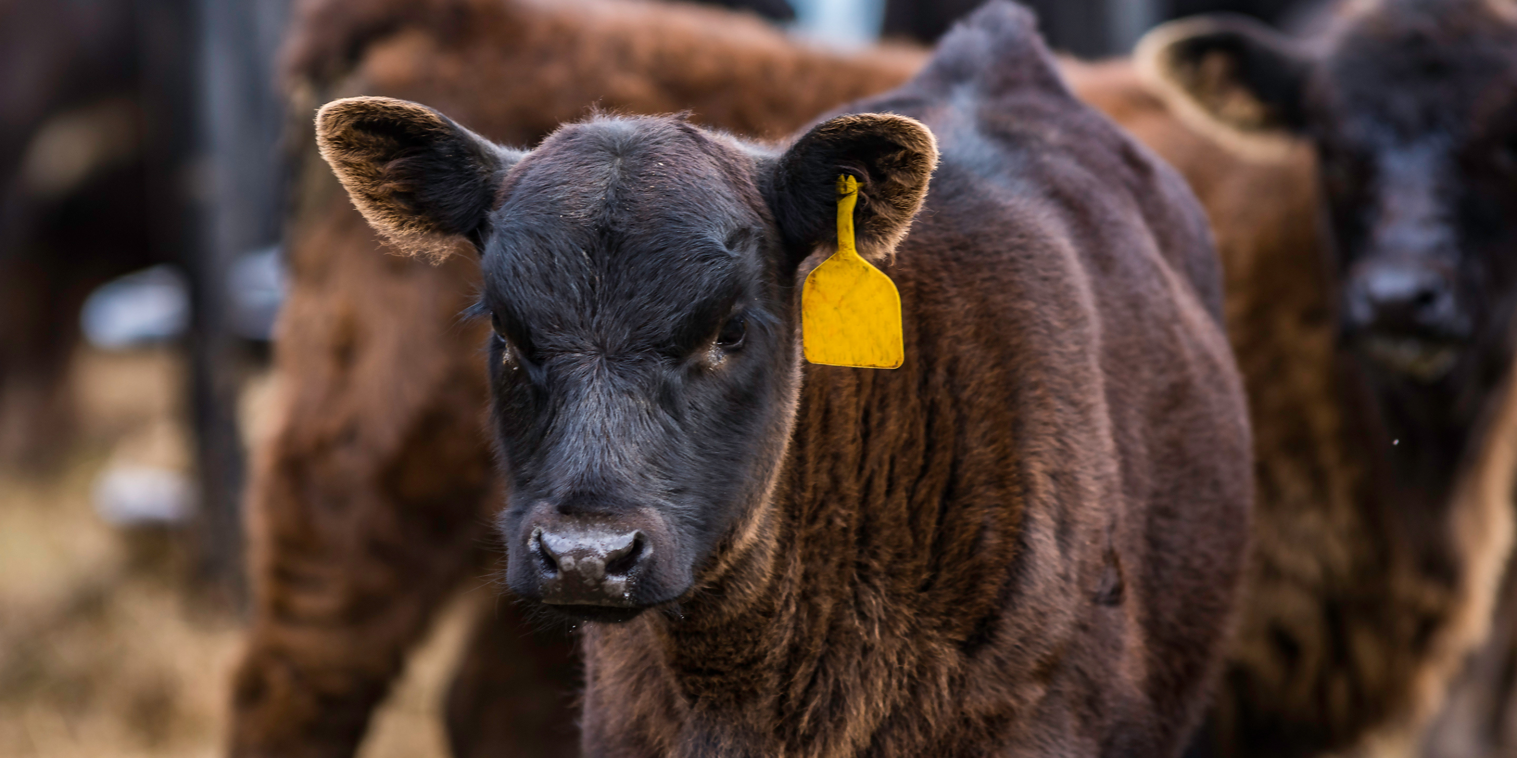 Ear Tagging for Calves: A Guide to Visual and Electronic Identification