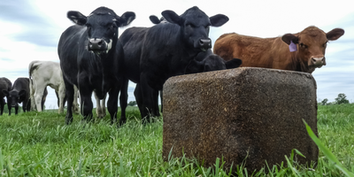 The Most Common Cattle Mineral Supplements — And Why They Matter