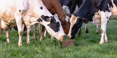 How to Adjust Mineral Supplementation for Cattle by Season and Age