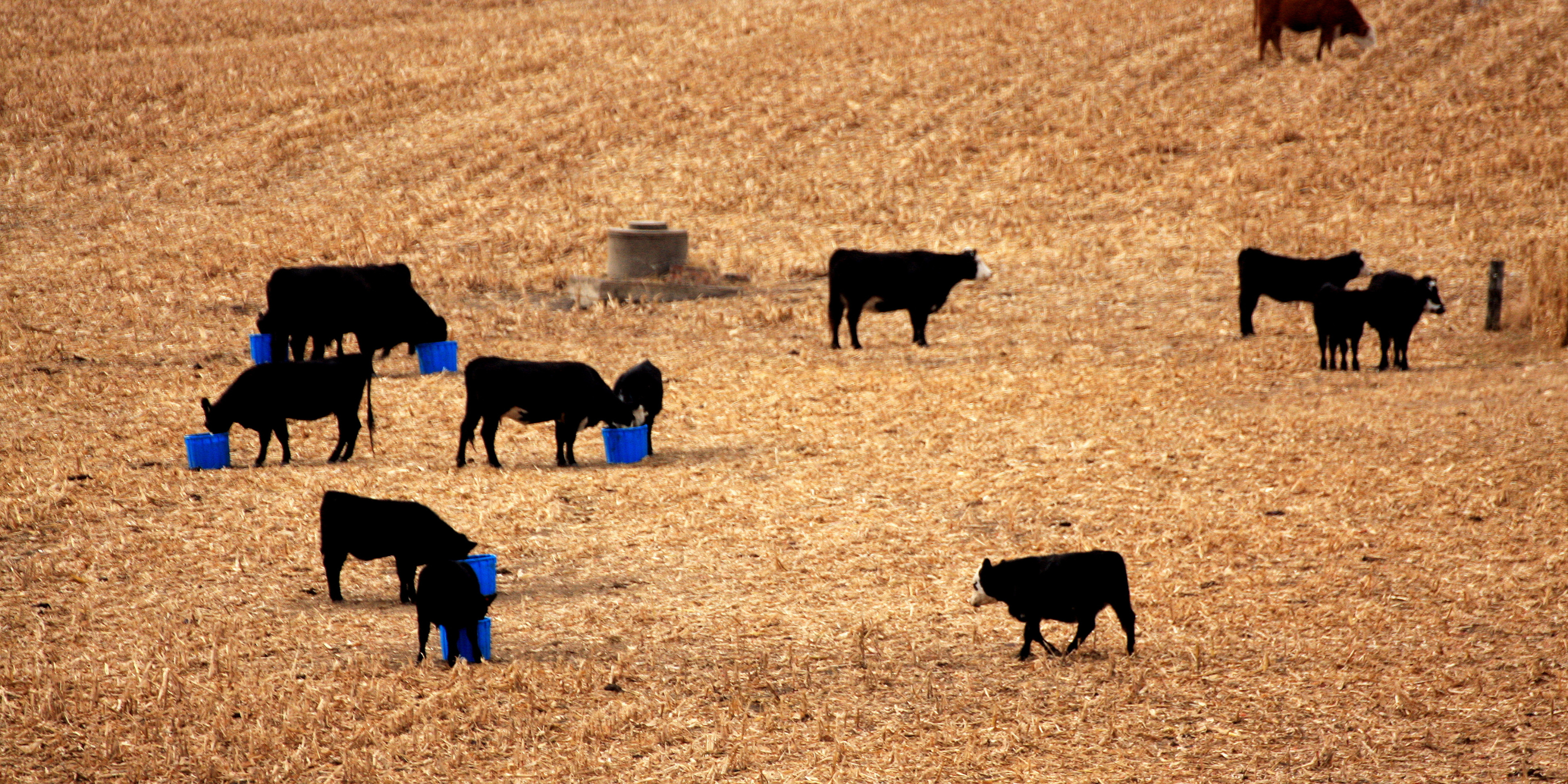 Is Your Pasture Enough? How to Tell When Your Livestock Need Mineral Supplements