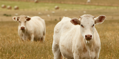 Cream of the Crop: Spotlight on Charolais Cattle