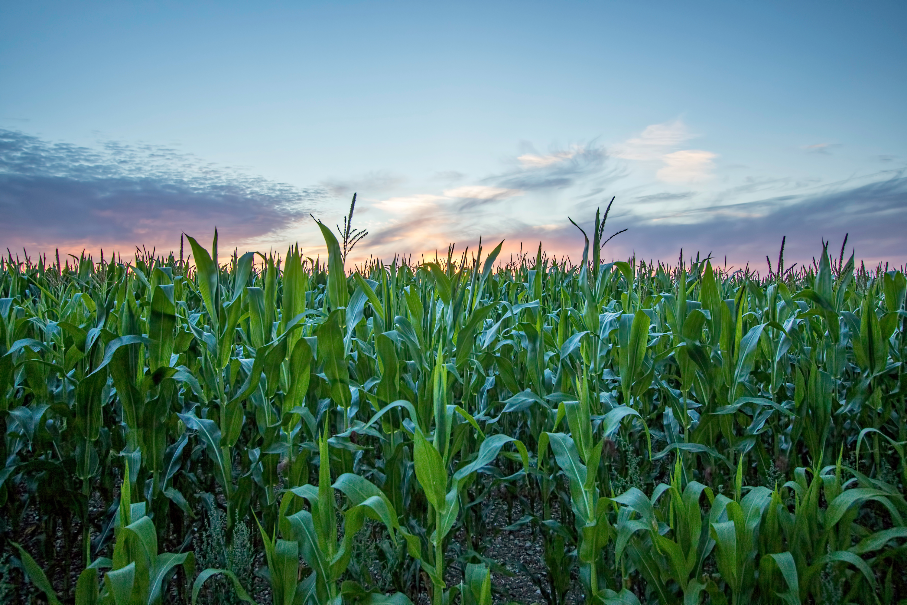 What Is Actual Production History (APH) in Crop Insurance?