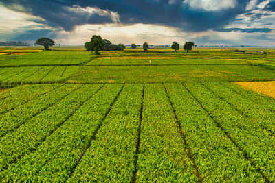 Understanding Agricultural Risk Coverage: A Safety Net for Farm Revenue