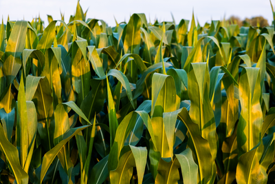 Understanding Multi-Peril Crop Insurance: A Safety Net for American Farmers