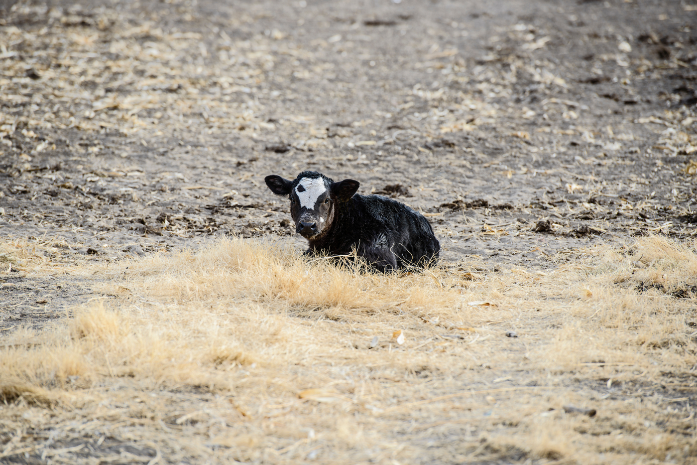 Understanding the Livestock Indemnity Program (LIP): Financial Relief for Livestock Losses