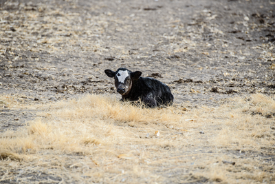 Understanding the Livestock Indemnity Program (LIP): Financial Relief for Livestock Losses