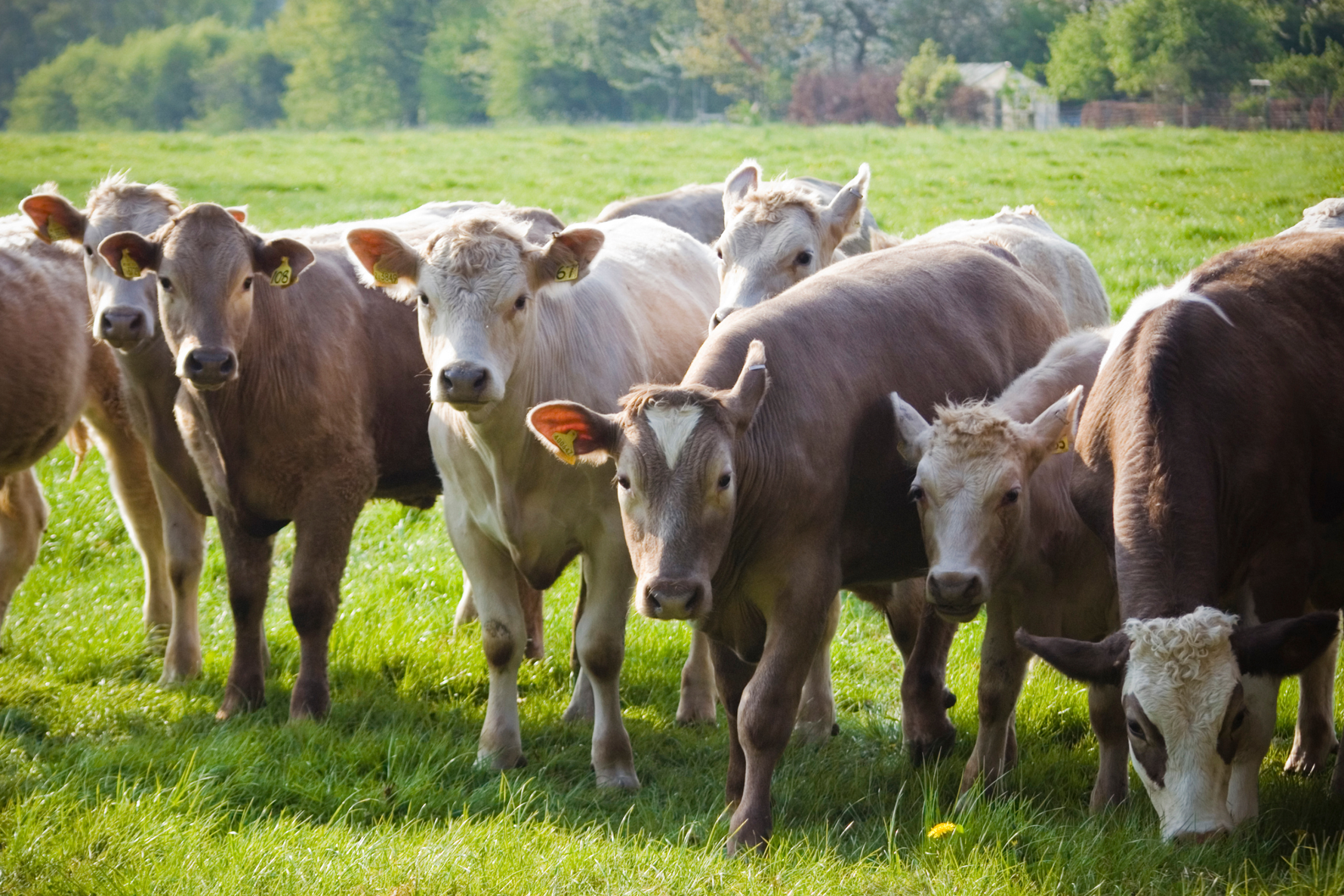 Keeping Livestock Safe During Harvest Season