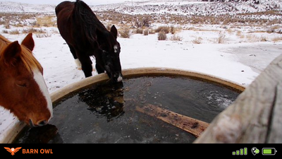 Maintaining Clean Water in Horse Troughs