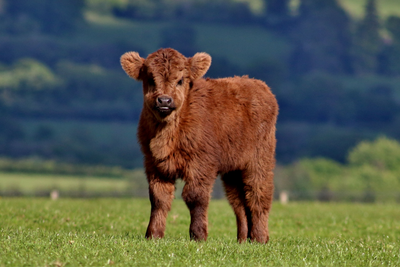 Electronic Microchipping for Calf Identification: A Modern Approach to Herd Management