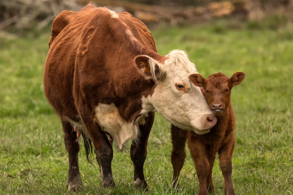 The Value of a Calf: How Barn Owl Cameras Support Ranchers During Calving Season