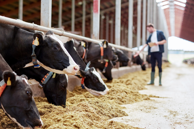 Understanding Dairy Margin Coverage: A Risk Management Tool for Dairy Farmers