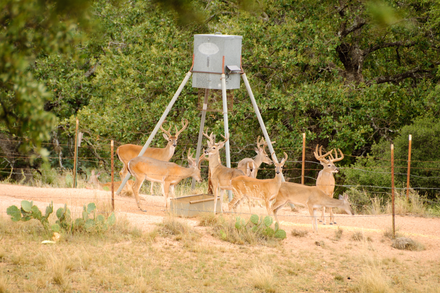 Water and Feed Monitoring: Keeping Wildlife Coming Back
